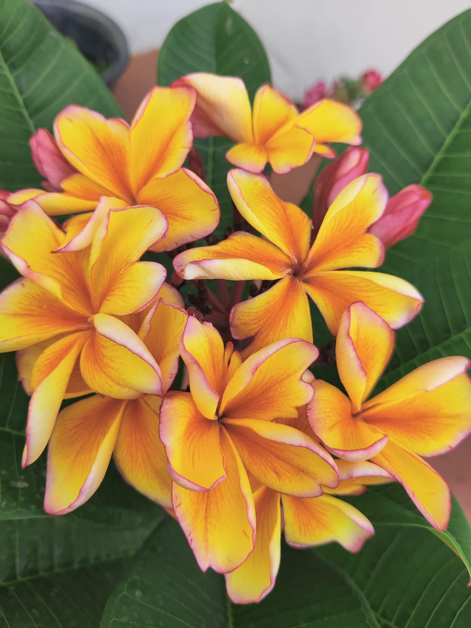 Green Horizon® Plumeria Champa Champak Chapa Golok chapa Rakth